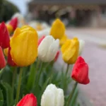 Collierville-Tennessee-Relocation-Guide