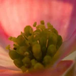 Dogwood-Arts-Festival_Desktop_ETN