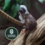 Rainforest-Adventures_Mobile_ETN